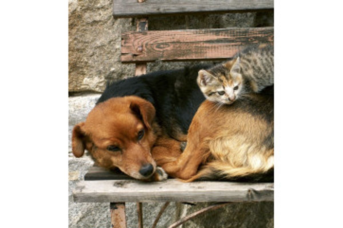 Fototapet - Cat And Dog