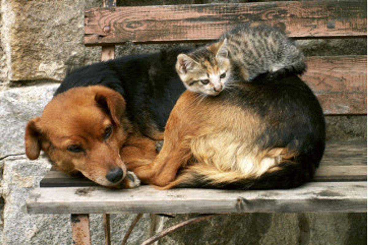 Fototapet - Cat And Dog