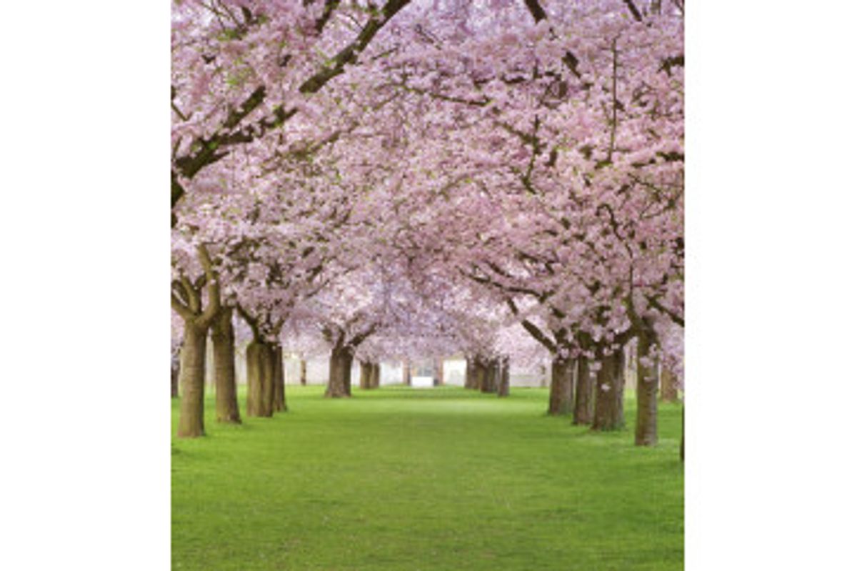 Fototapet - Cherry Trees