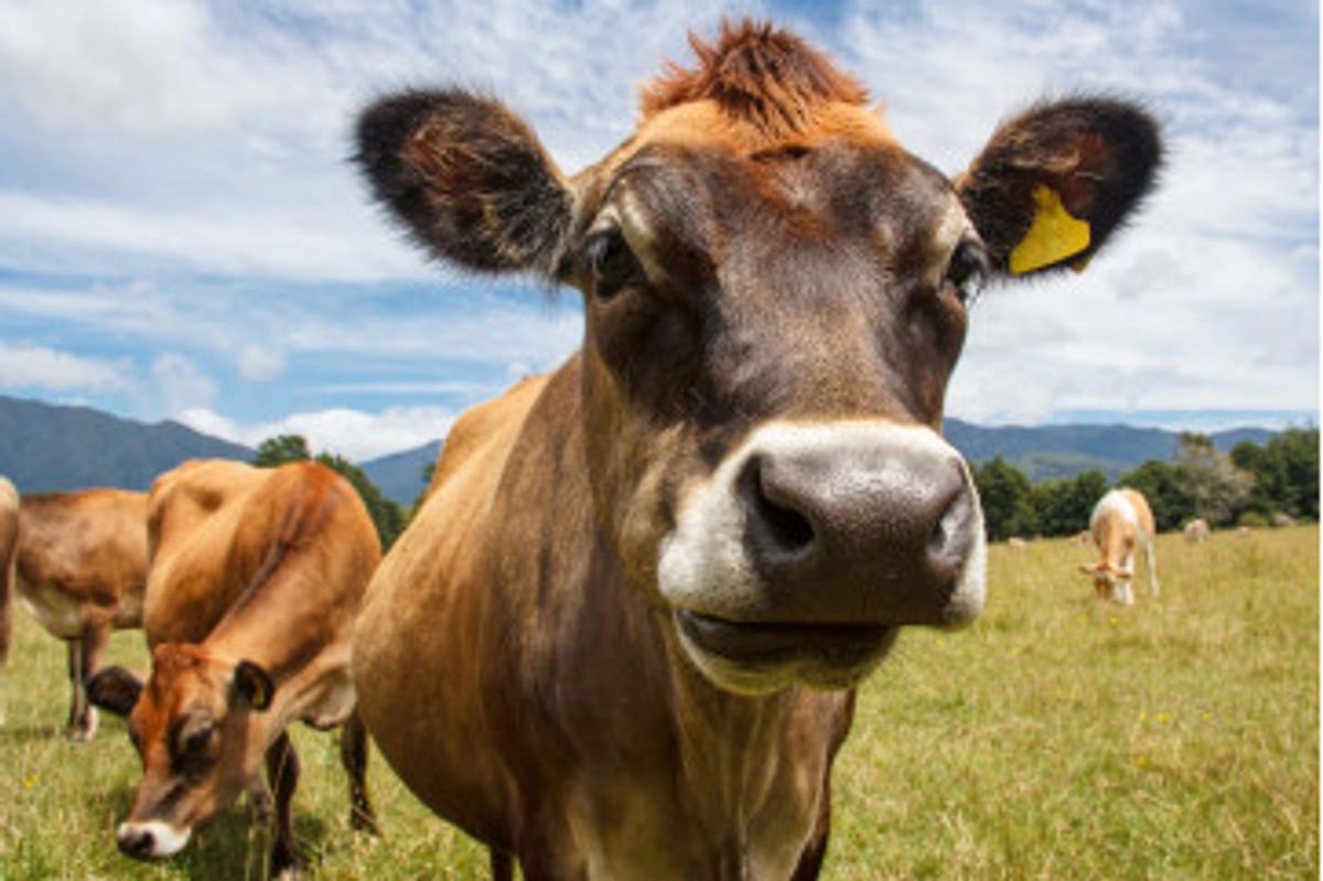 Fototapet - Chewing Cow Looking Surprisingly Straight