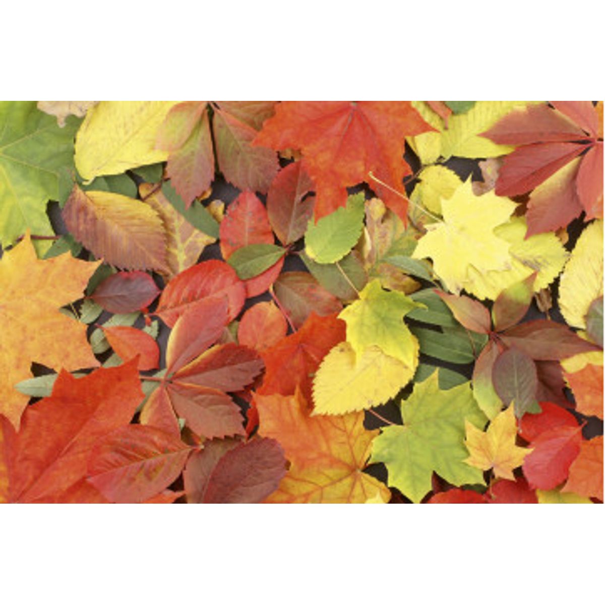 Fototapet - Colourful Leaves