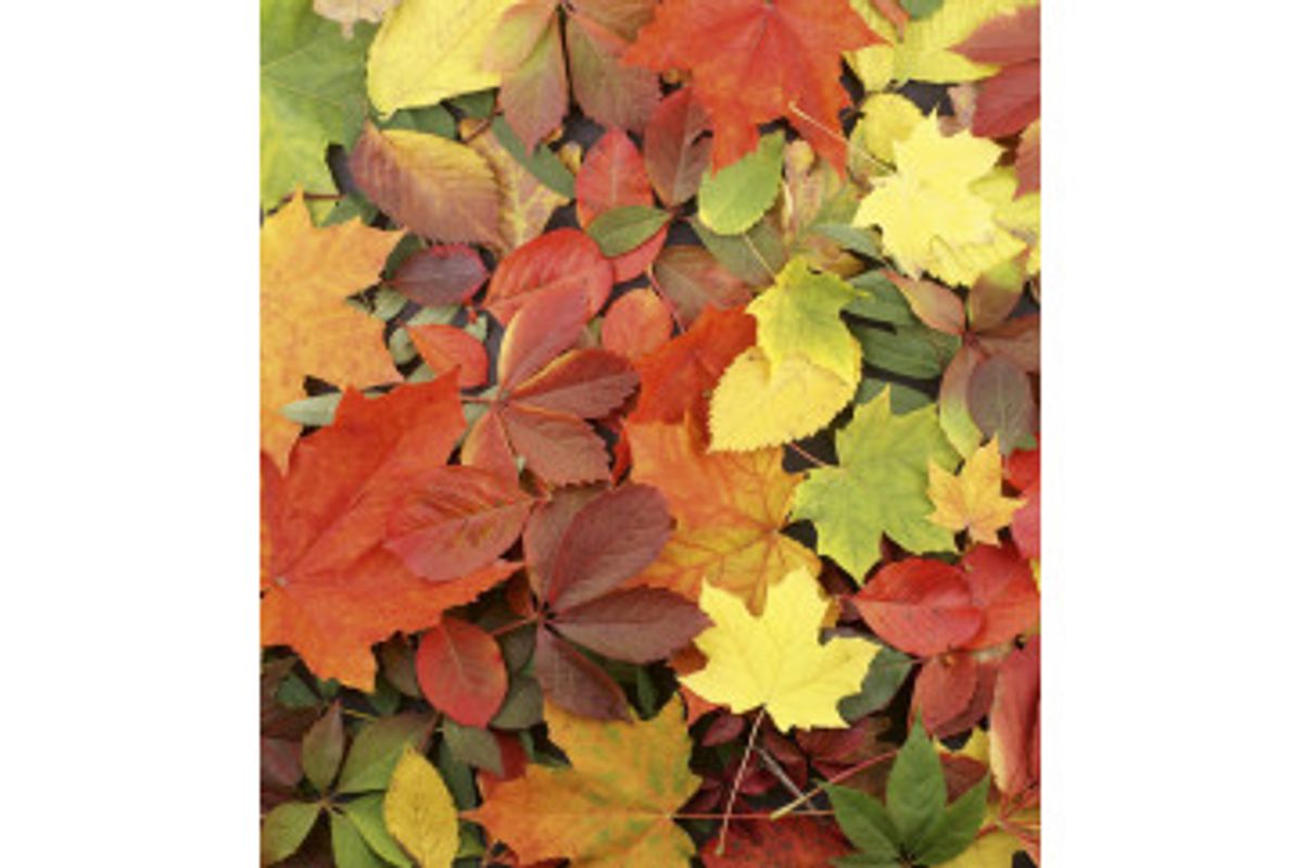 Fototapet - Colourful Leaves