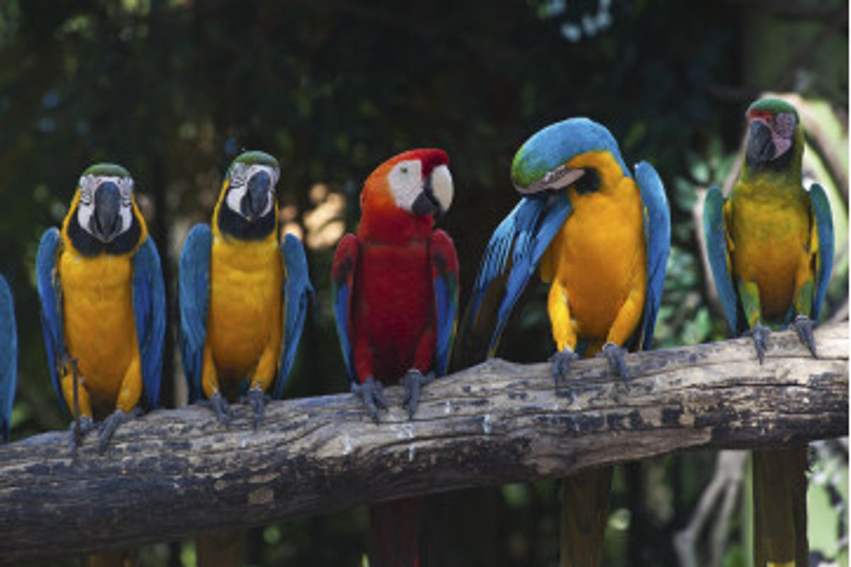 Fototapet - Colourful Macaw