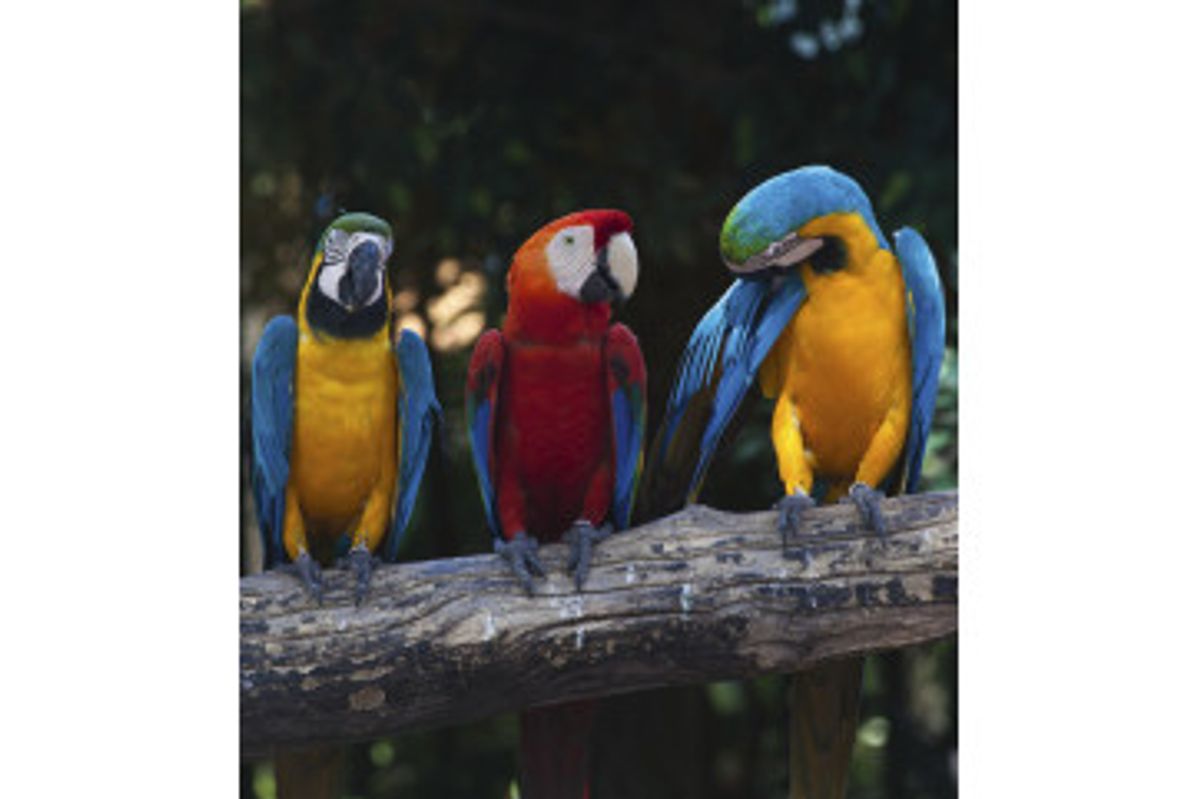 Fototapet - Colourful Macaw