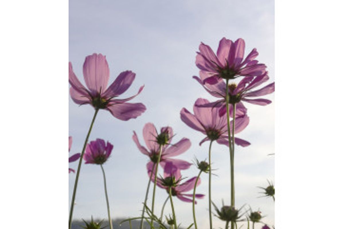 Fototapet - Cosmos Flowers