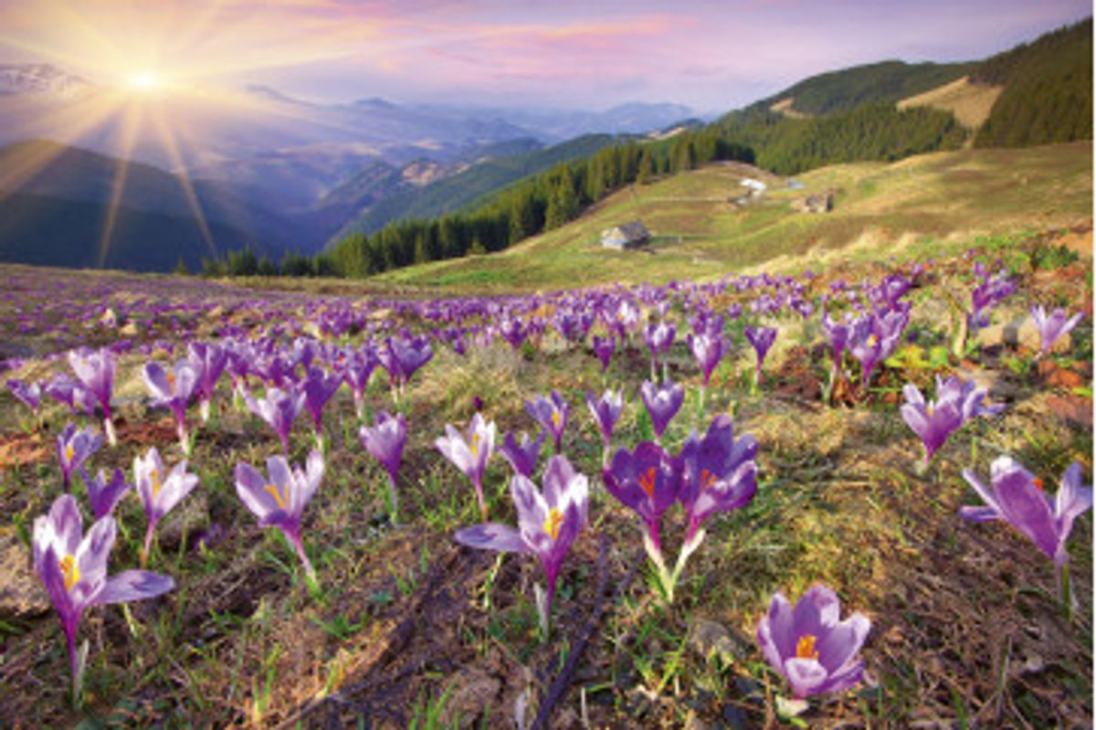 Fototapet - Crocuses At Spring