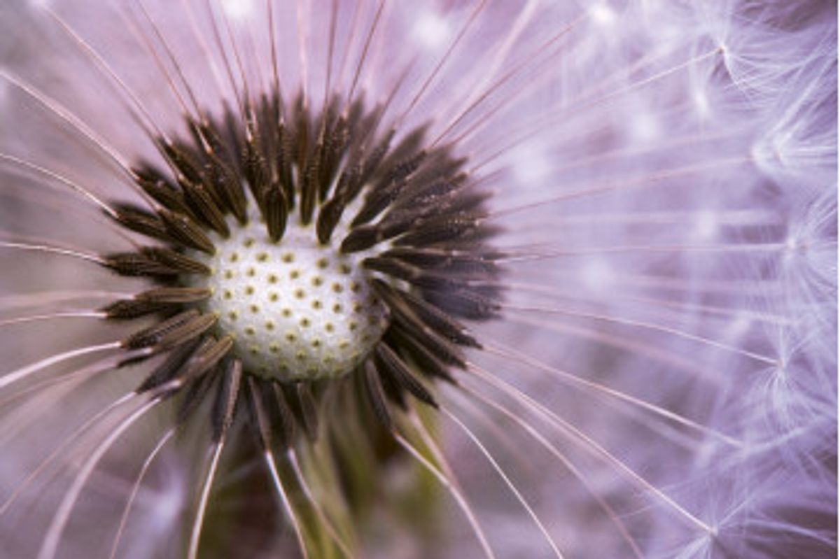 Fototapet - Dandelion