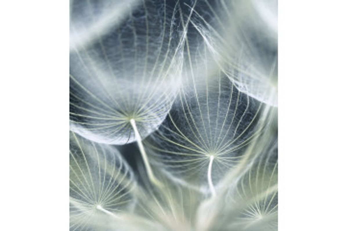 Fototapet - Dandelion Macro