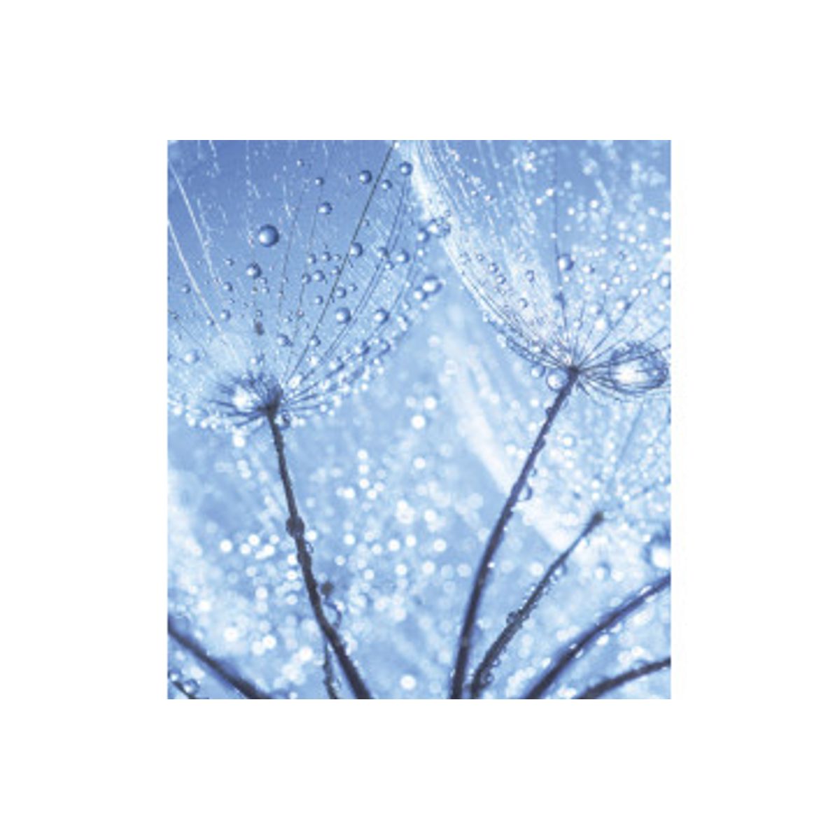 Fototapet - Dandelion Water Drops