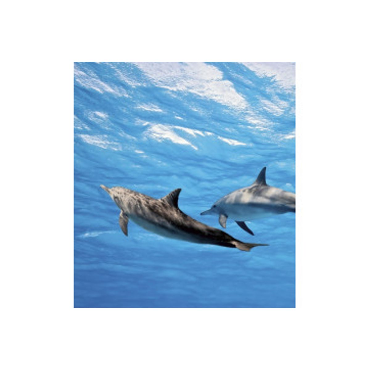 Fototapet - Dolphins