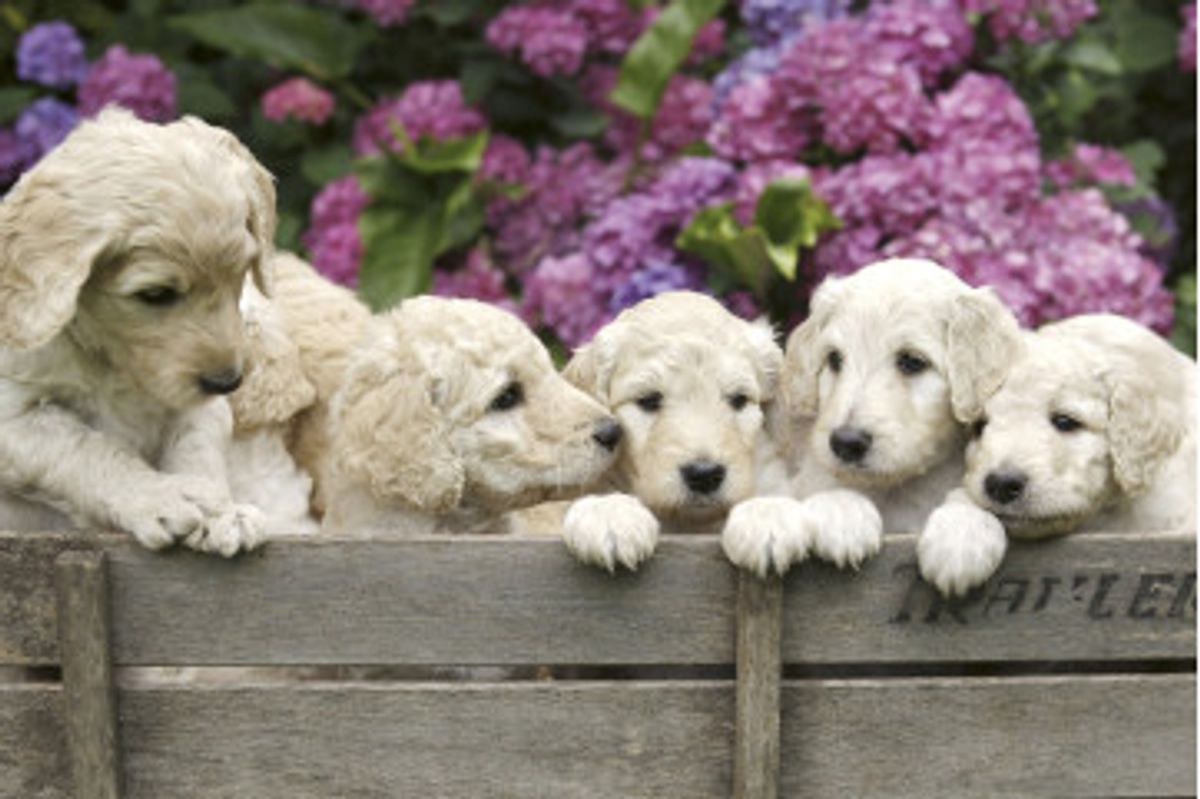 Fototapet - Labrador Puppies