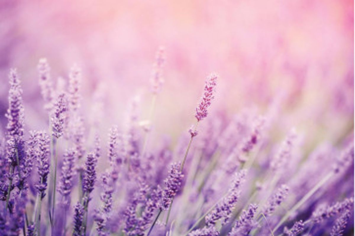 Fototapet - Lavender