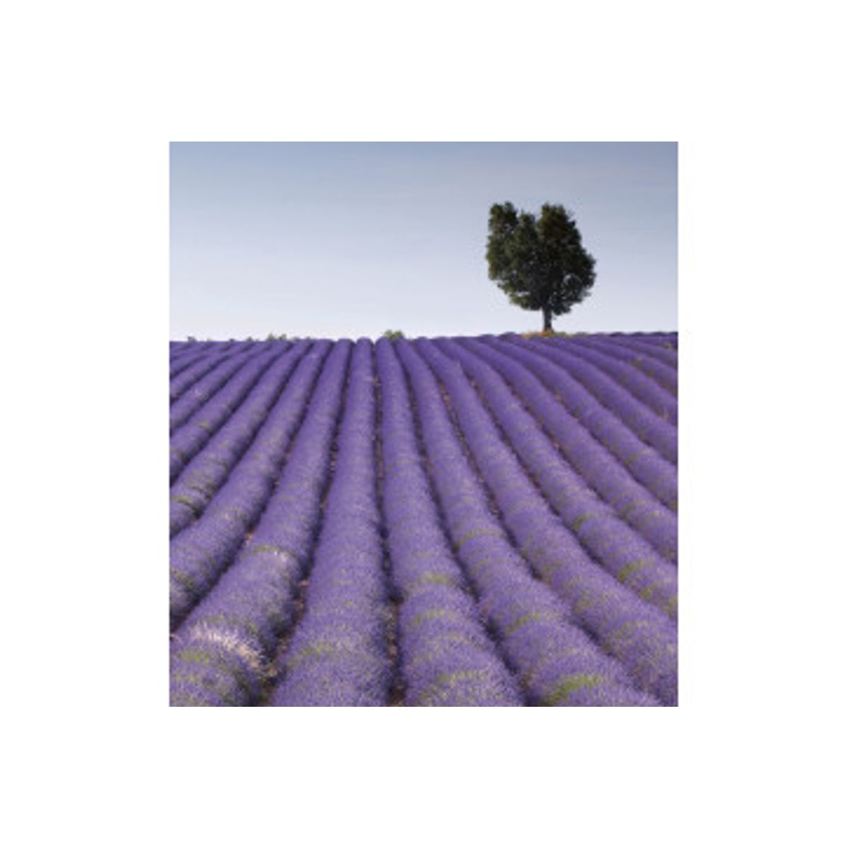 Fototapet - Lavender Field