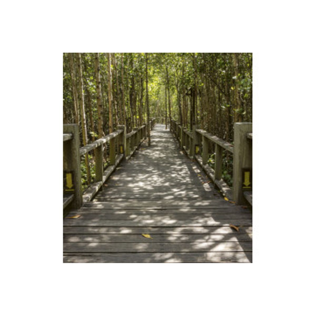 Fototapet - Mangrove Forest