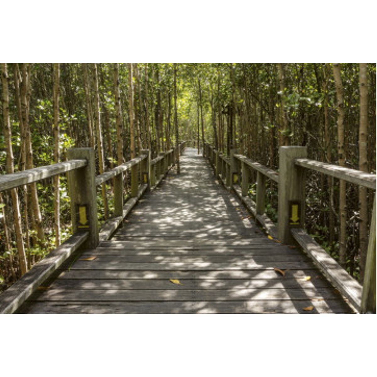 Fototapet - Mangrove Forest