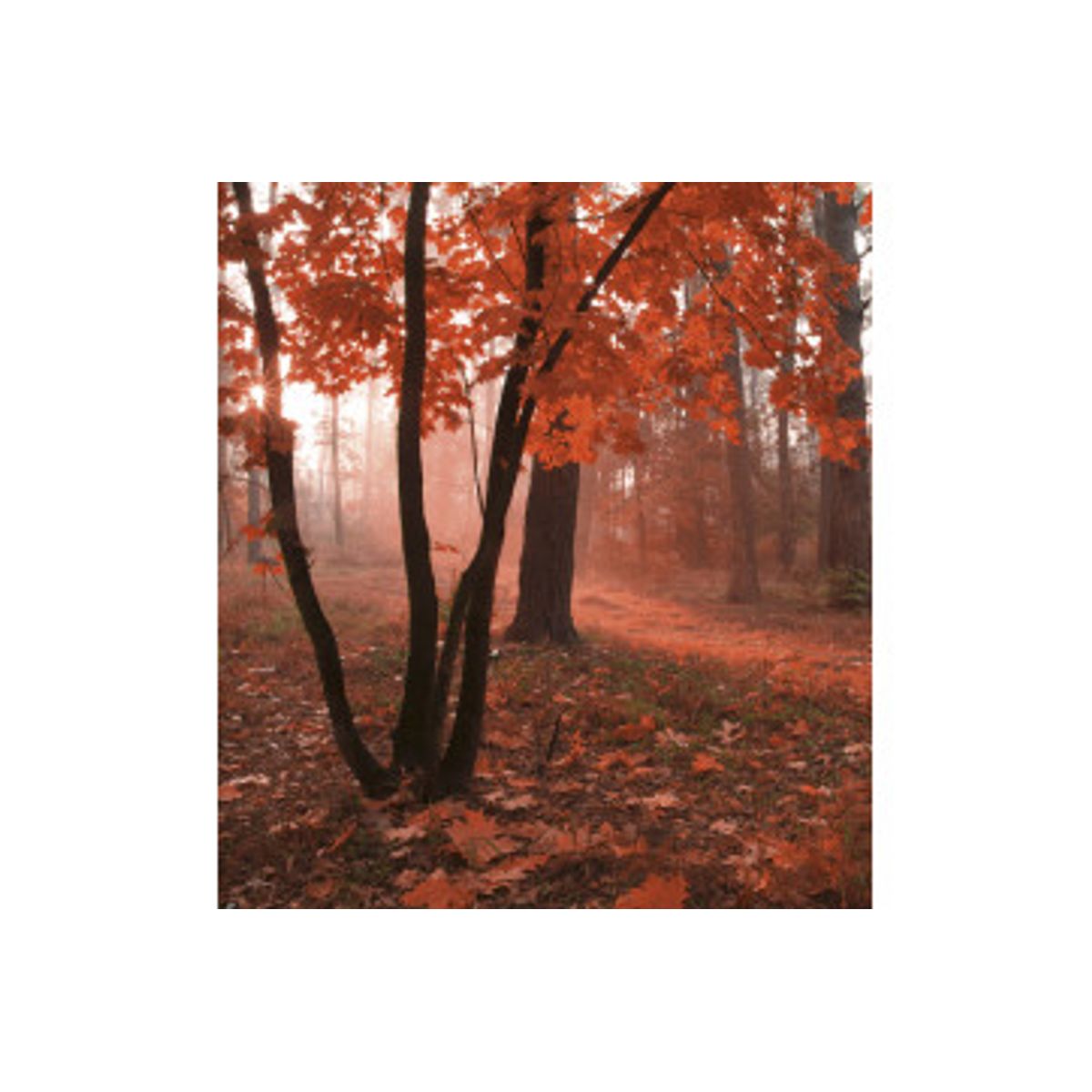 Fototapet - Misty Forest