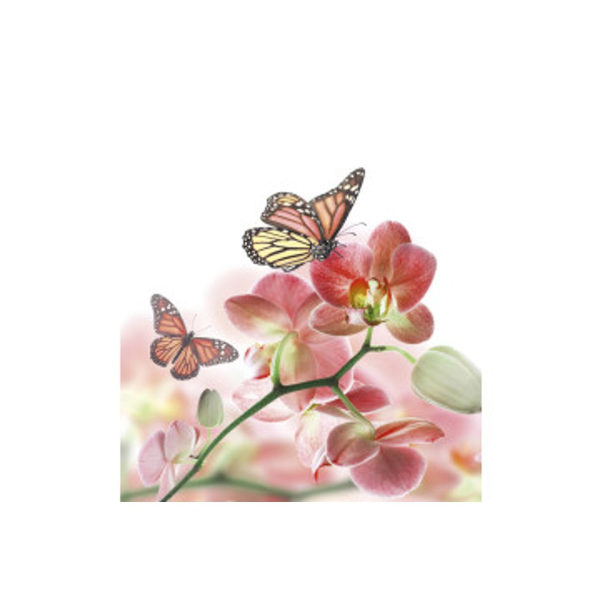 Fototapet - Orchids And Butterfly