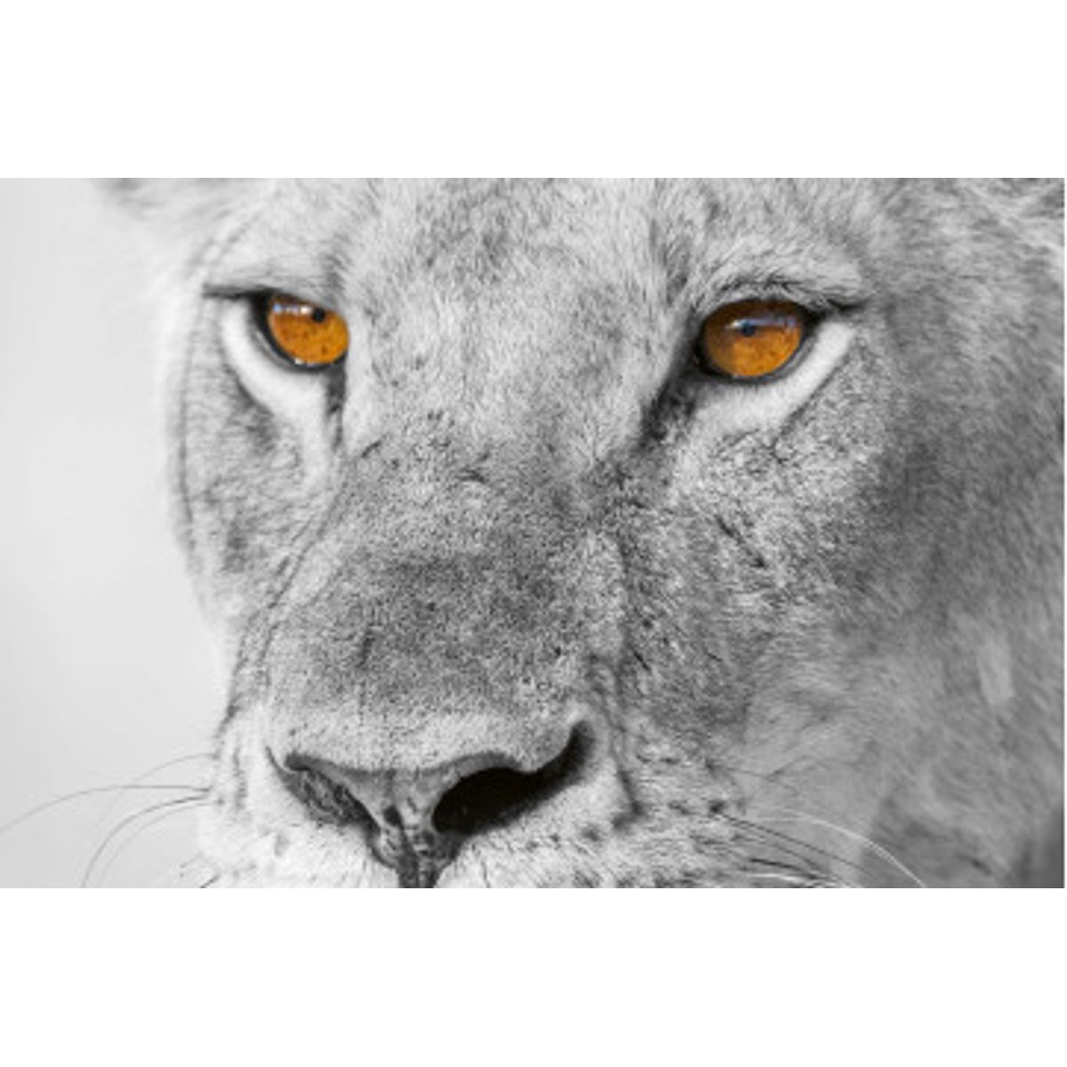 Fototapet - Panthera Leo