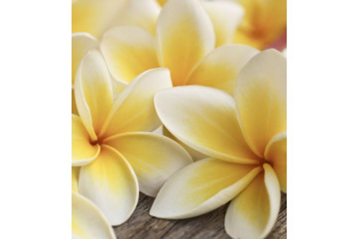 Fototapet - Plumeria