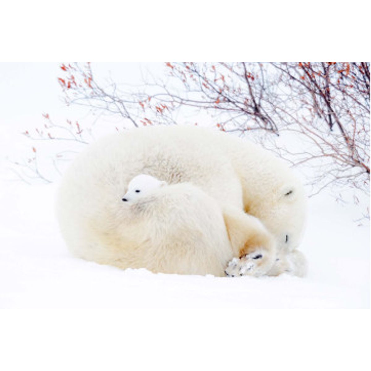 Fototapet - Polar Bears