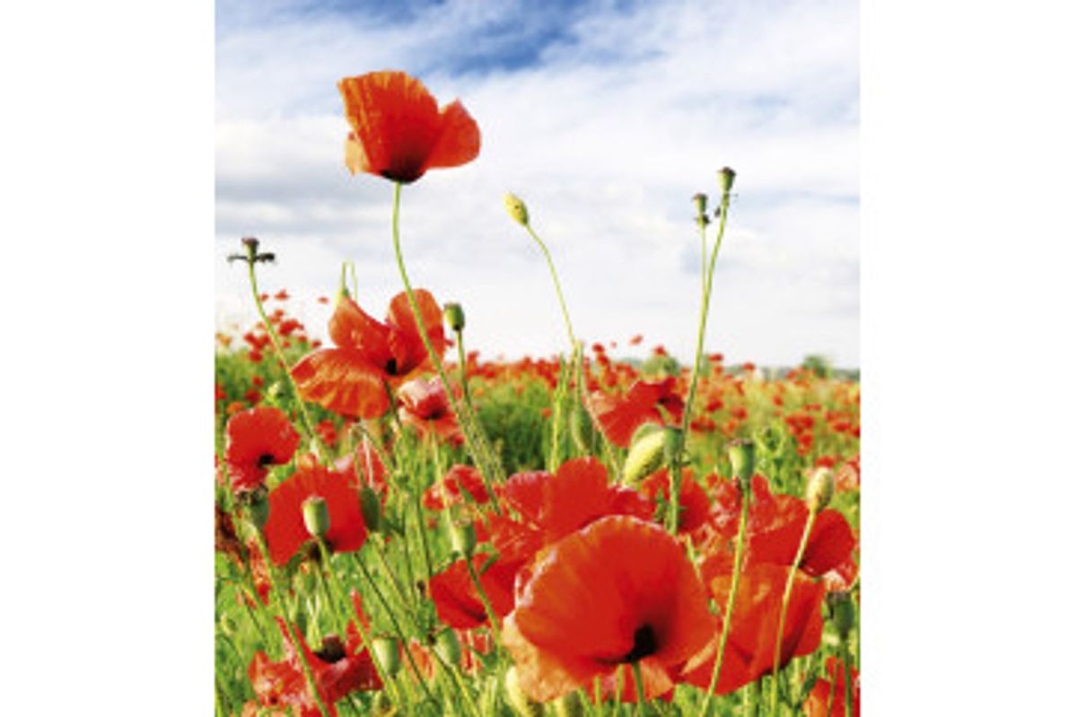 Fototapet - Red Poppies