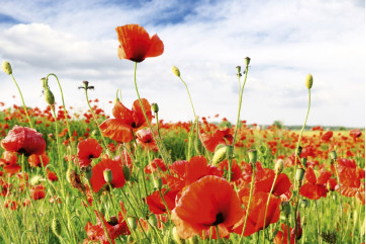 Fototapet - Red Poppies