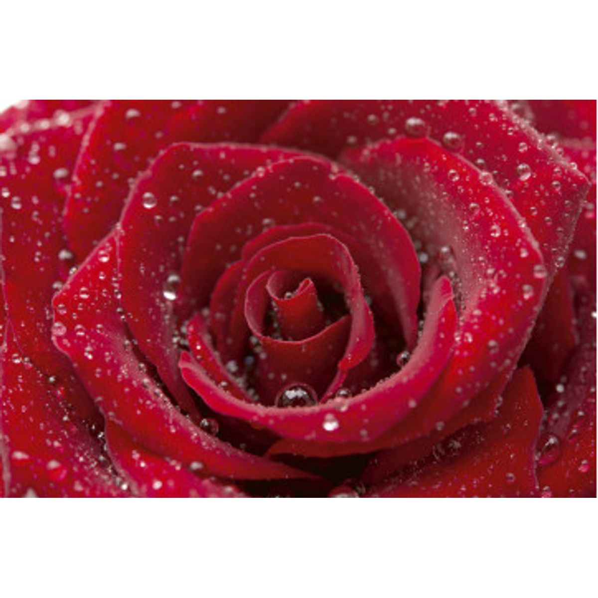 Fototapet - Red Rose