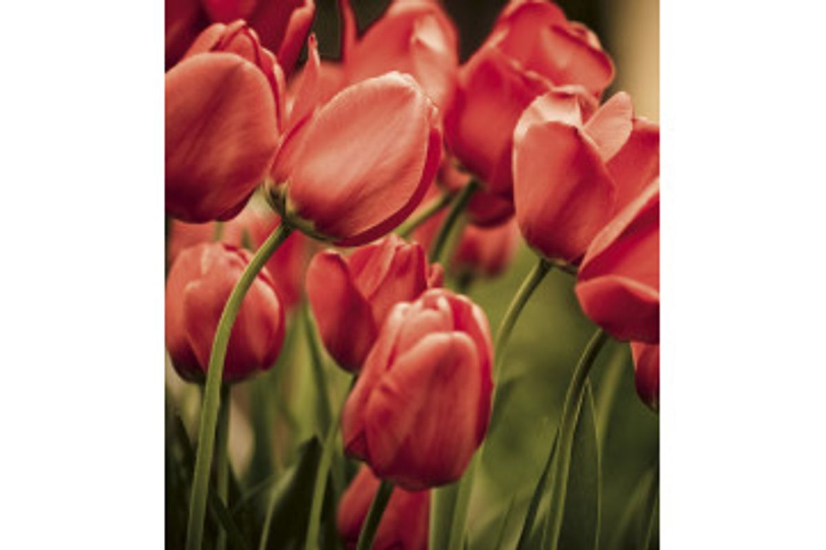 Fototapet - Red Tulips