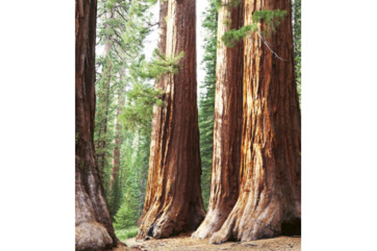 Fototapet - Sequoia