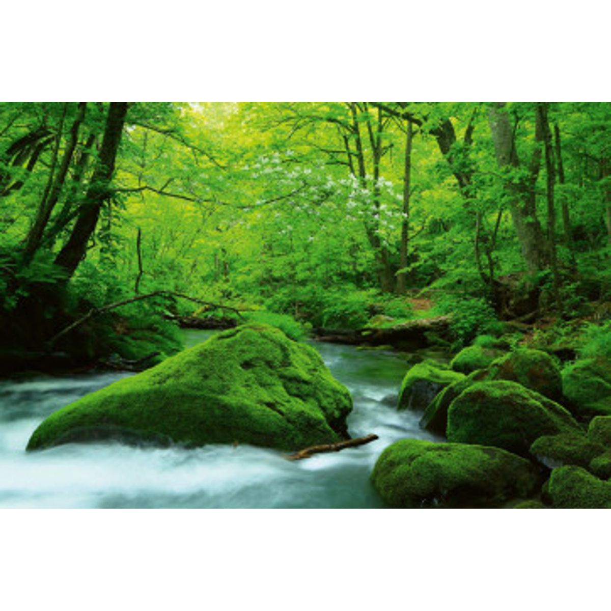 Fototapet - Stream In Japan