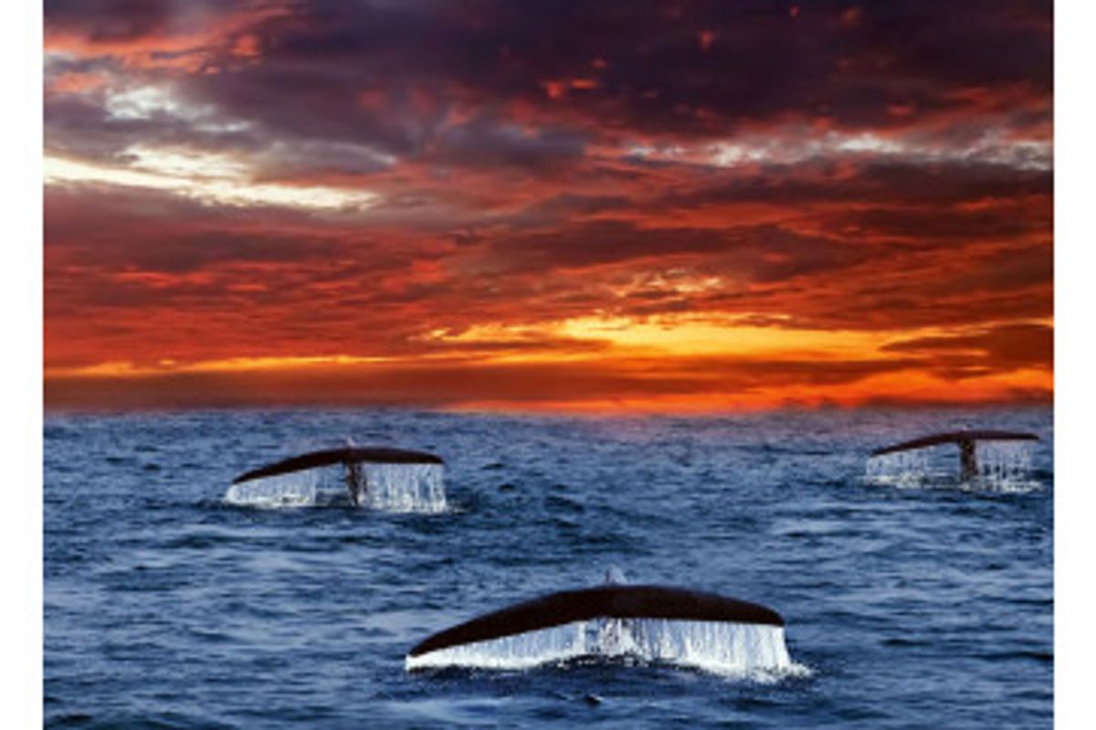 Fototapet - Tails Whales