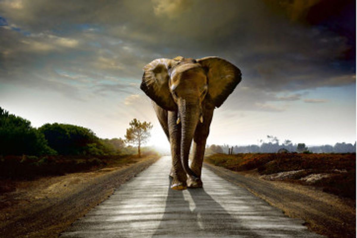 Fototapet - Walking Elephant