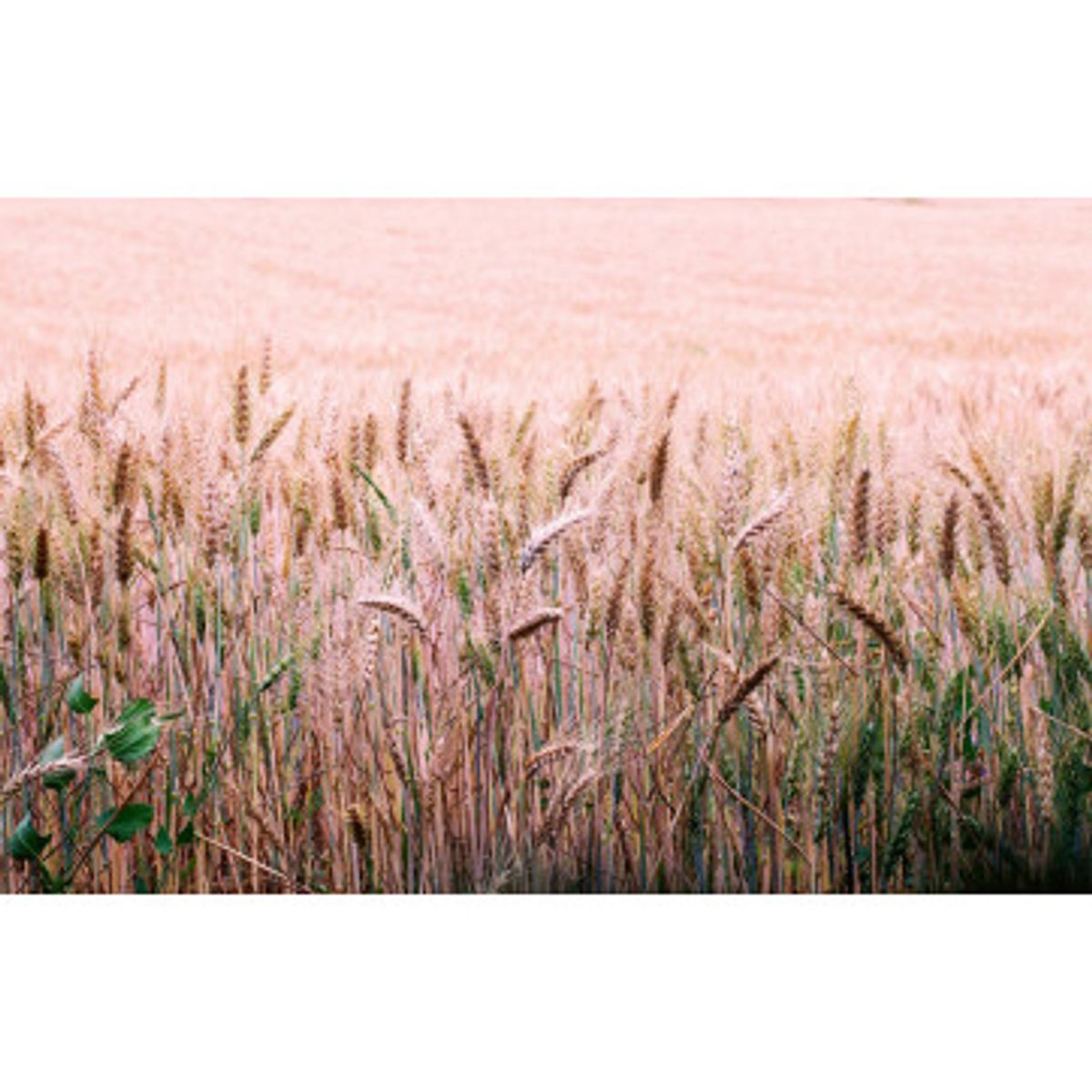 Fototapet - Wheat Field