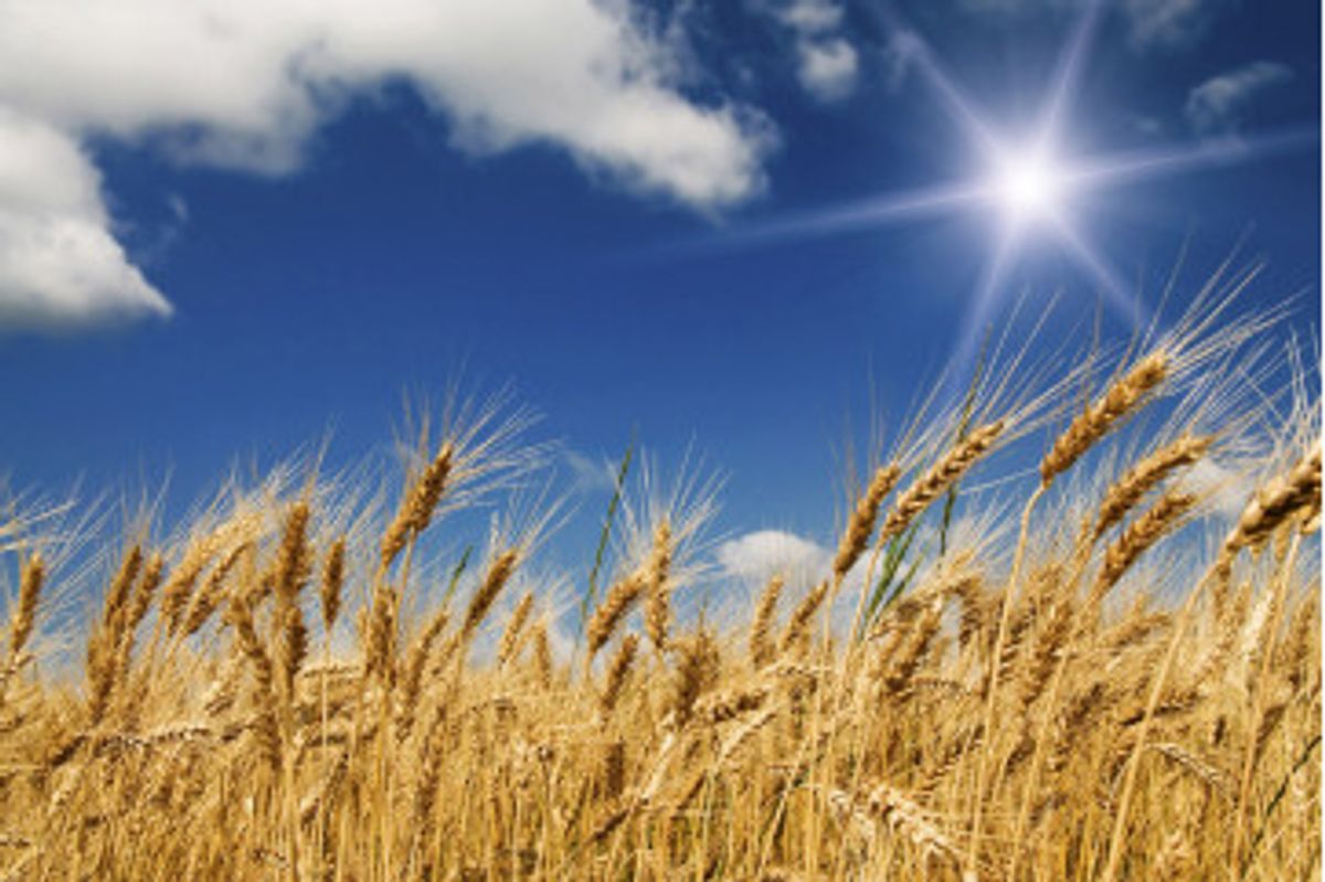 Fototapet - Wheat Field