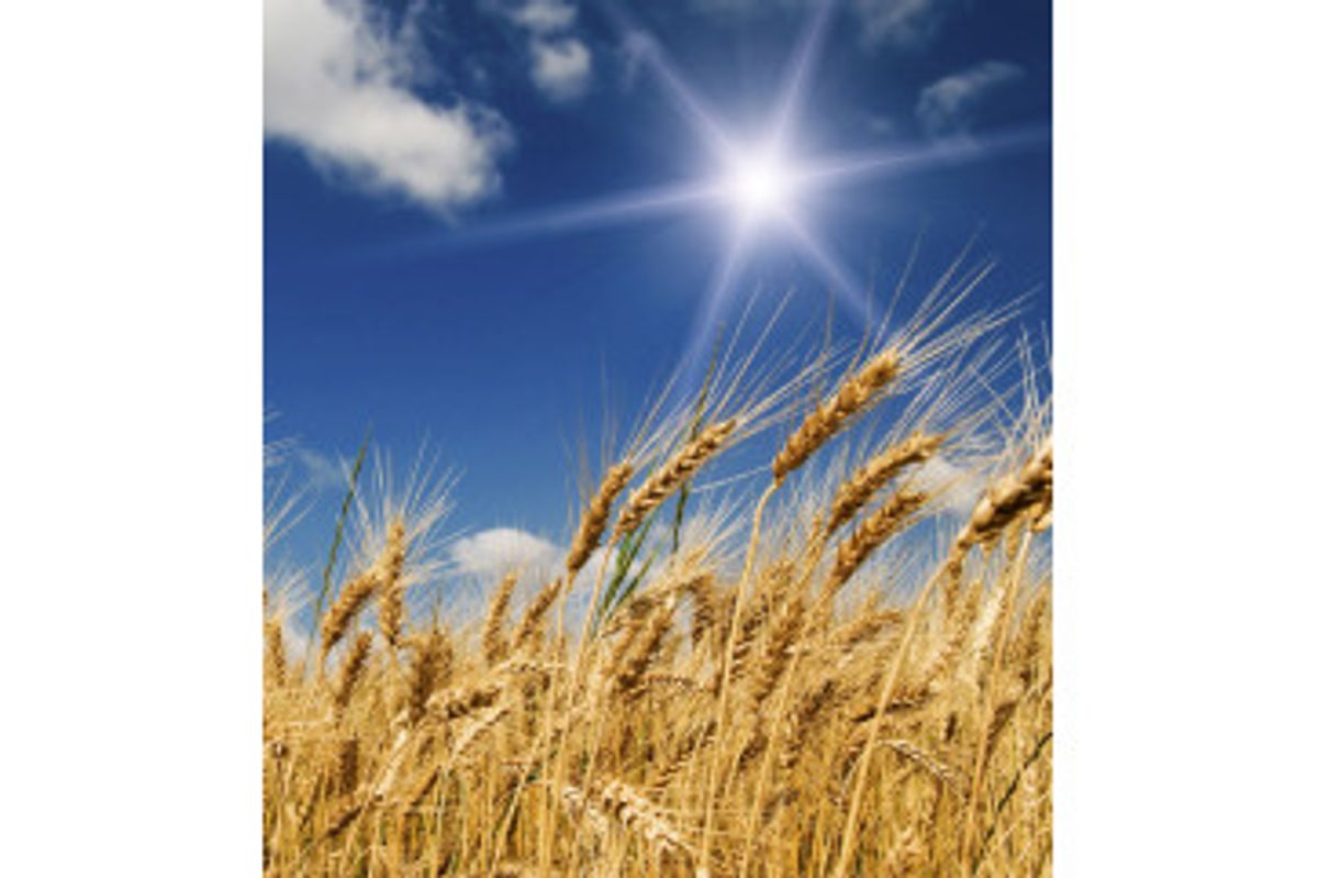 Fototapet - Wheat Field