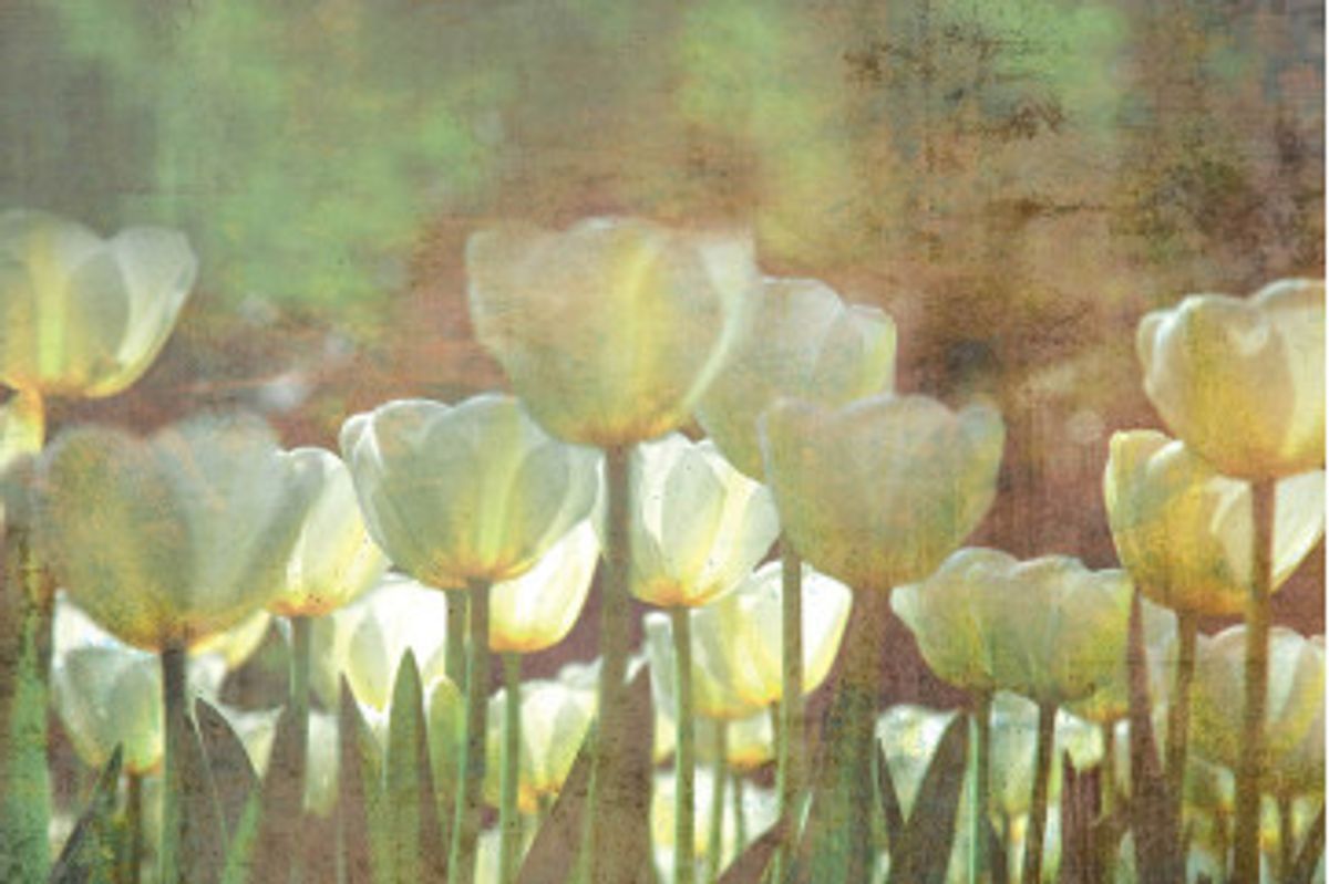 Fototapet - White Tulips Abstract