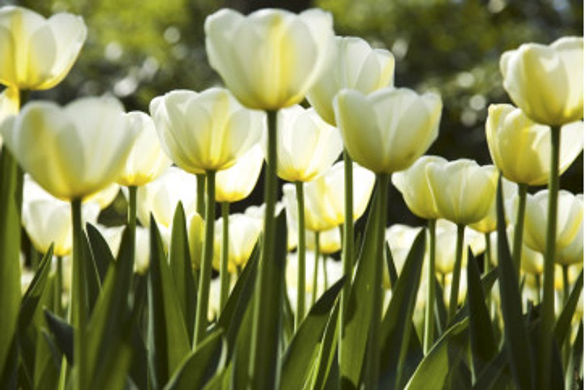 Fototapet - White Tulips