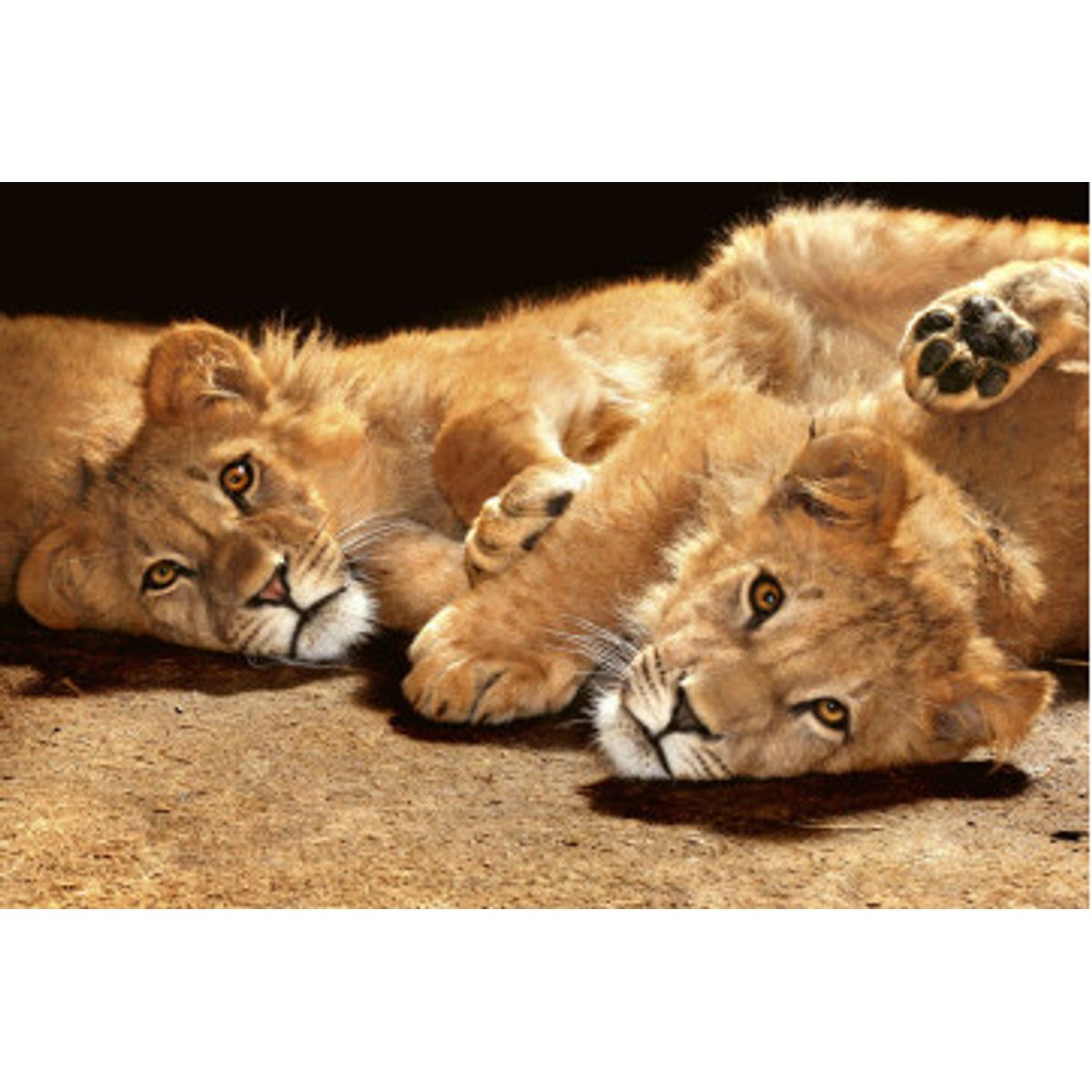 Fototapet - Young Lions