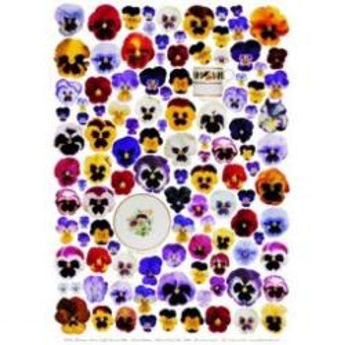 Frederica Cards Poster Pansies - Kort