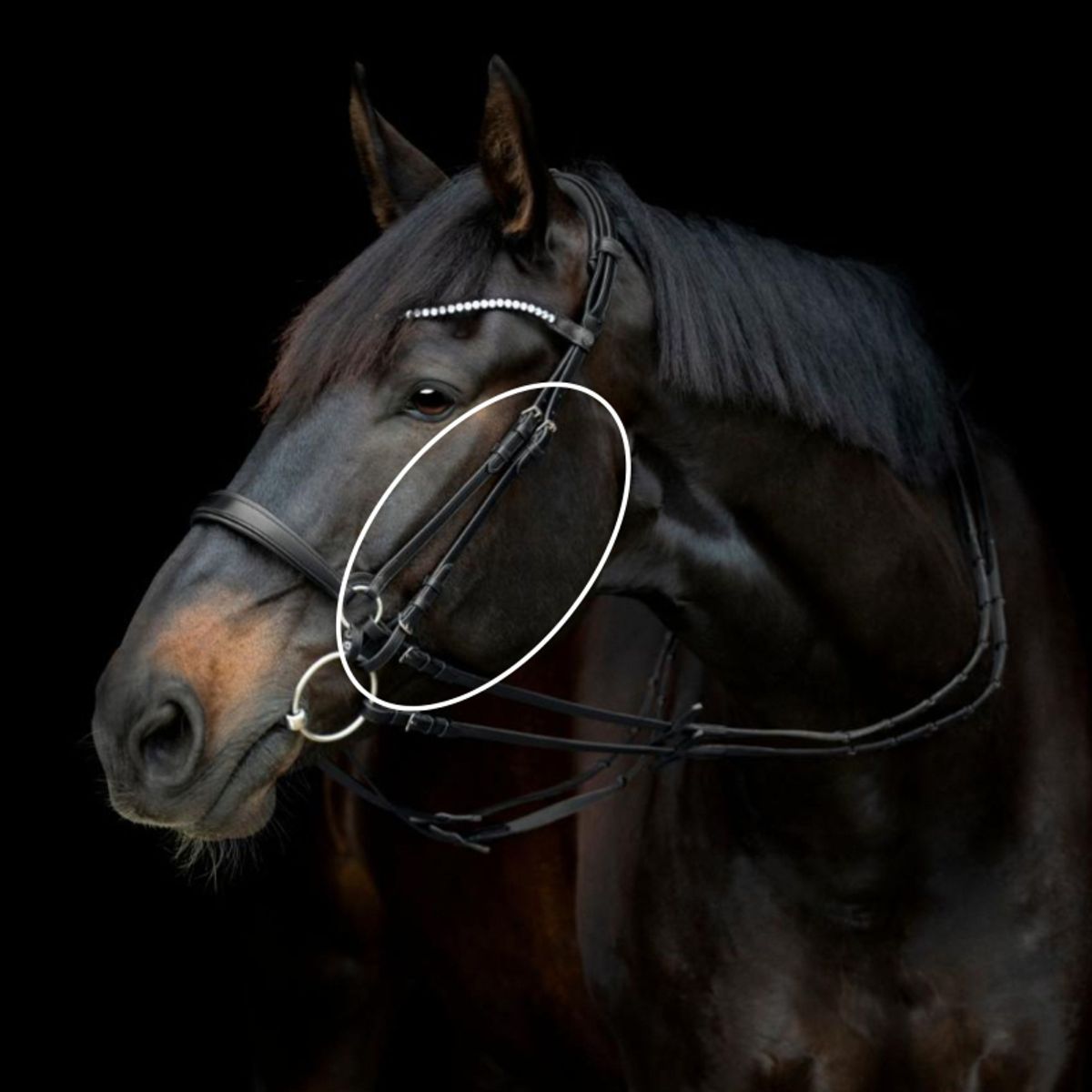 Gentle Bridle Kindstykke | Sort