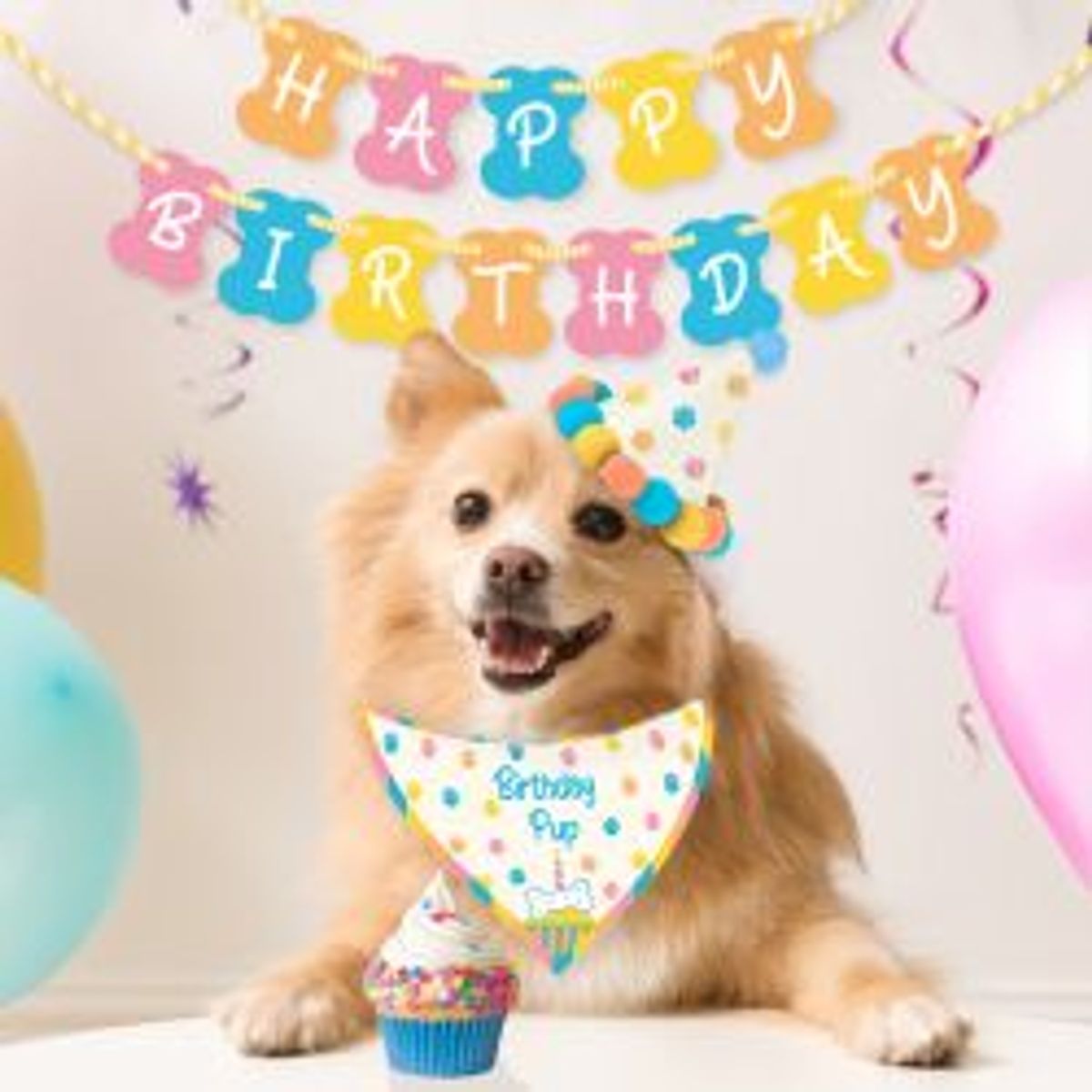 Gift Republic Birthday Kit Dog - Hundeudstyr