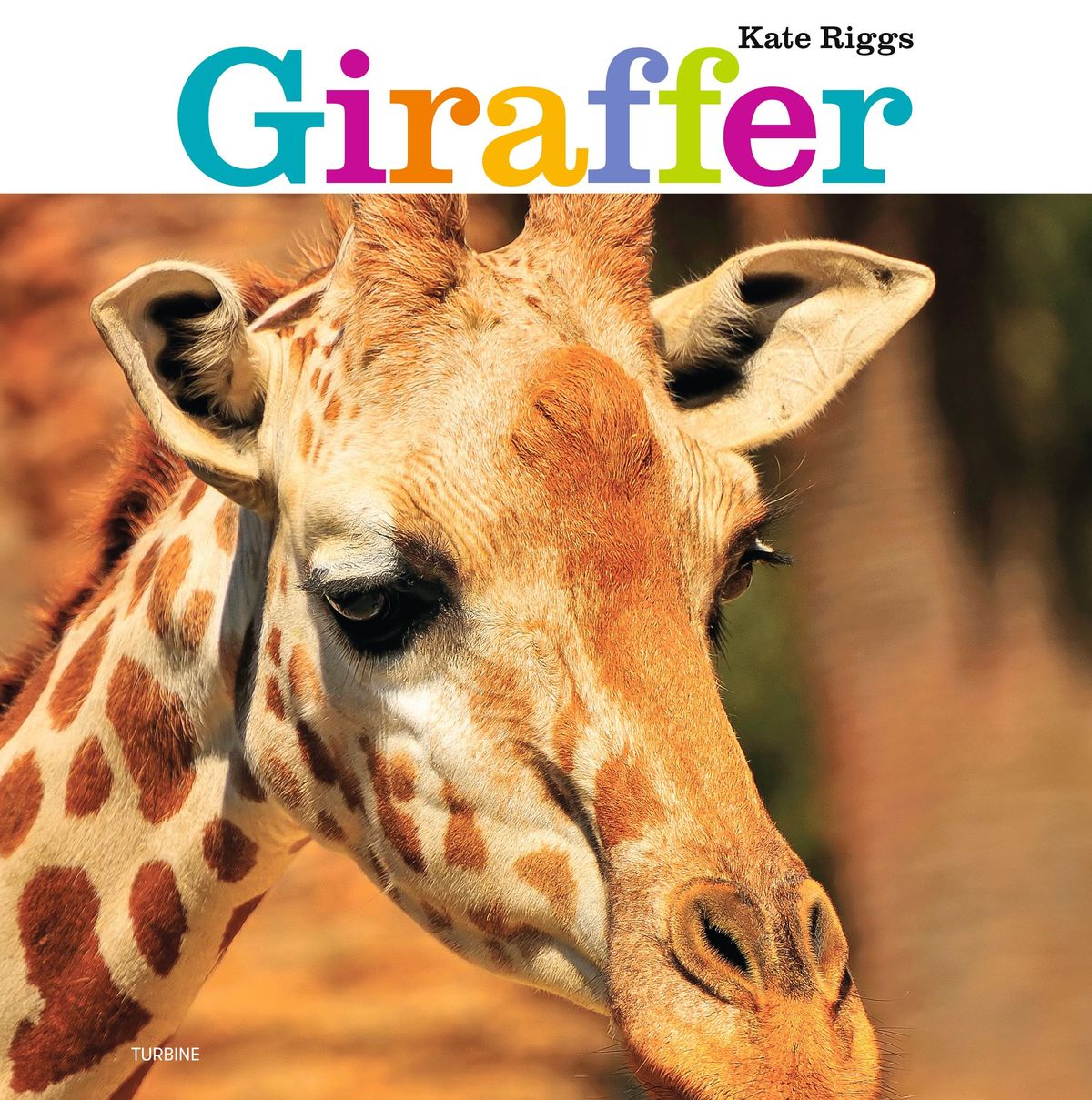 Giraffer