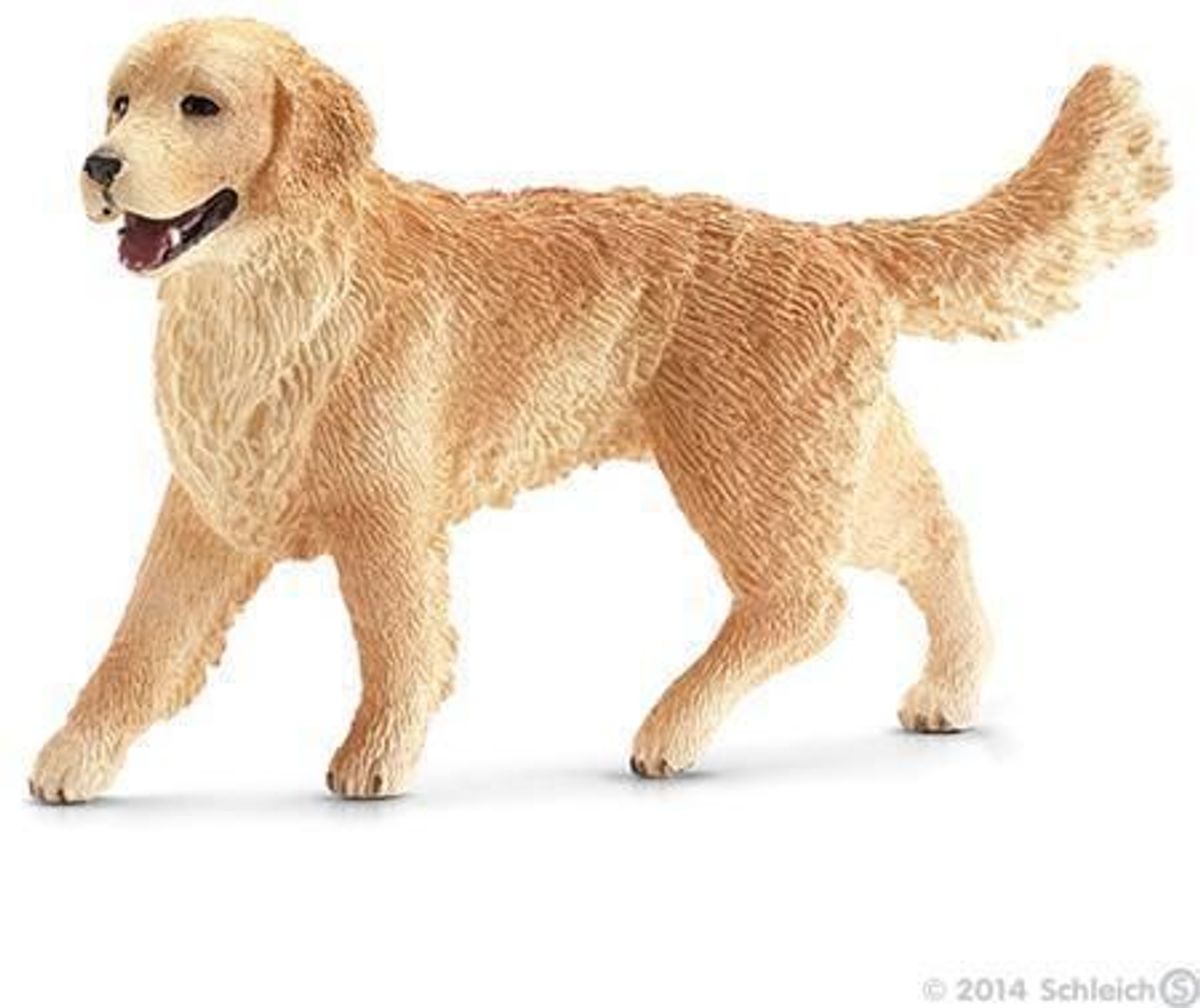 Golden retriever, hun