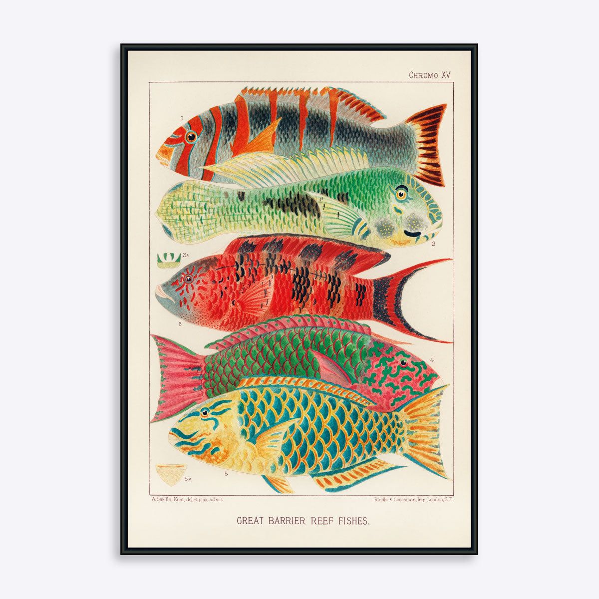 Great Barrier Reef Fishes - 30x40 cm