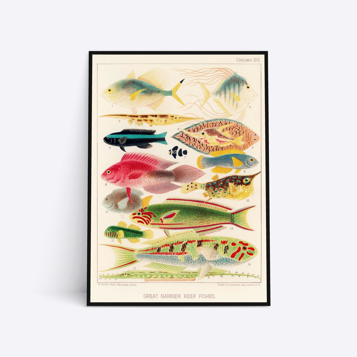 Great Barrier Reef Fishes Vol. 2 - 50x70 cm