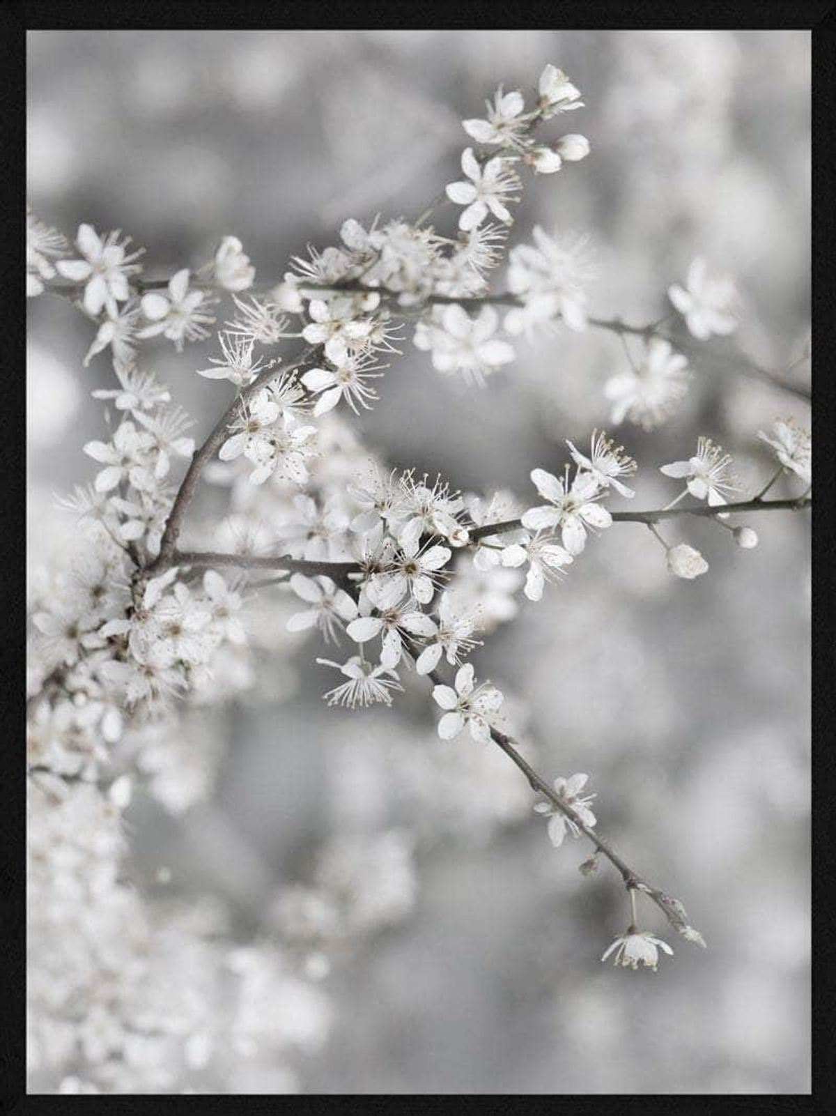 Gren med hvide blomster plakat