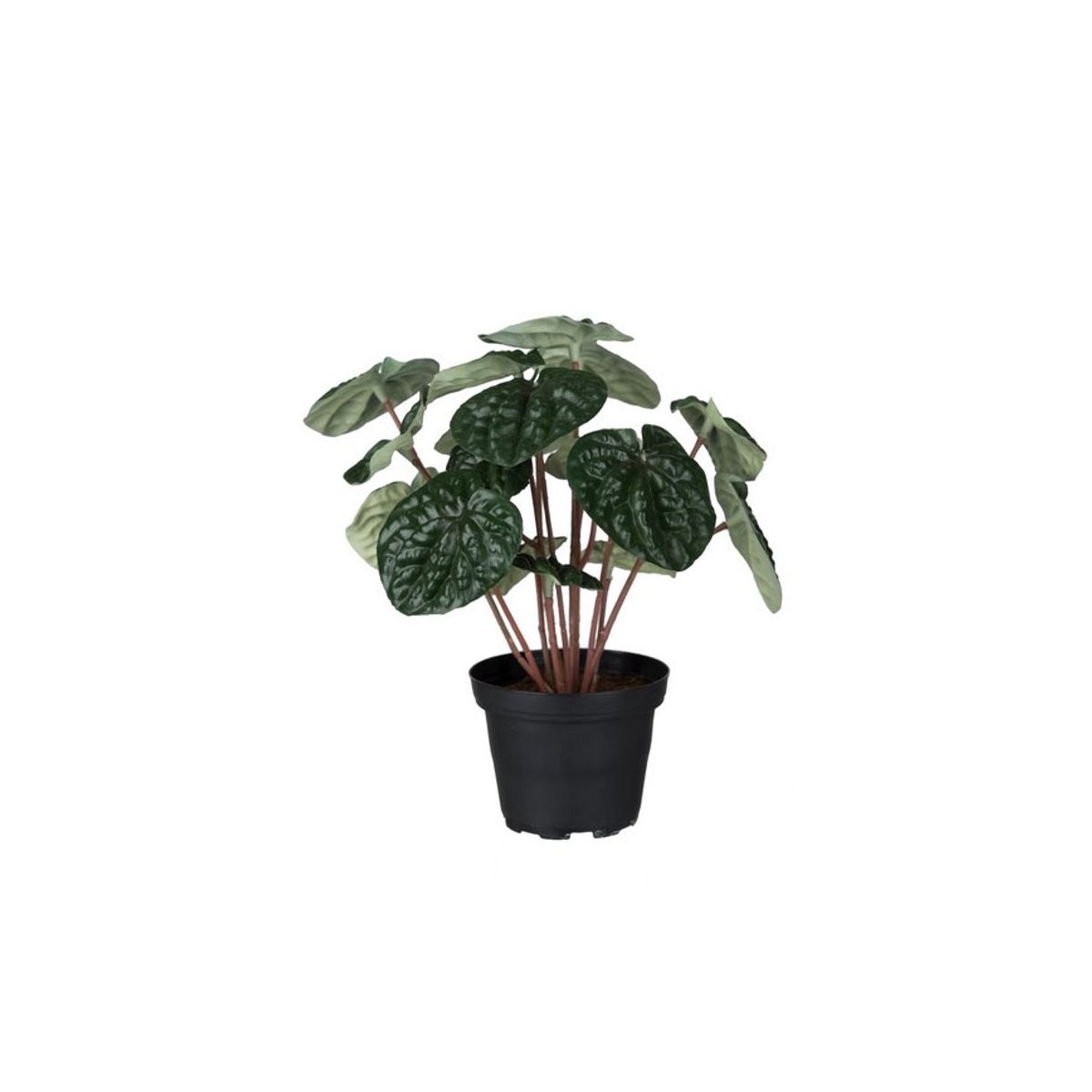 GRØN PEPEROMIA