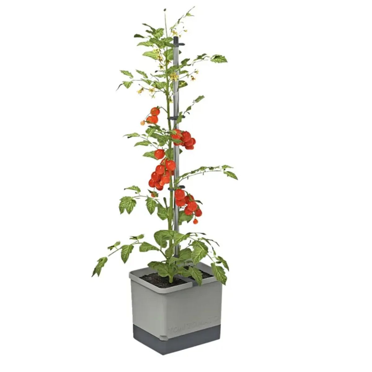 Gusta Garden Tom Tomato - Light Grey