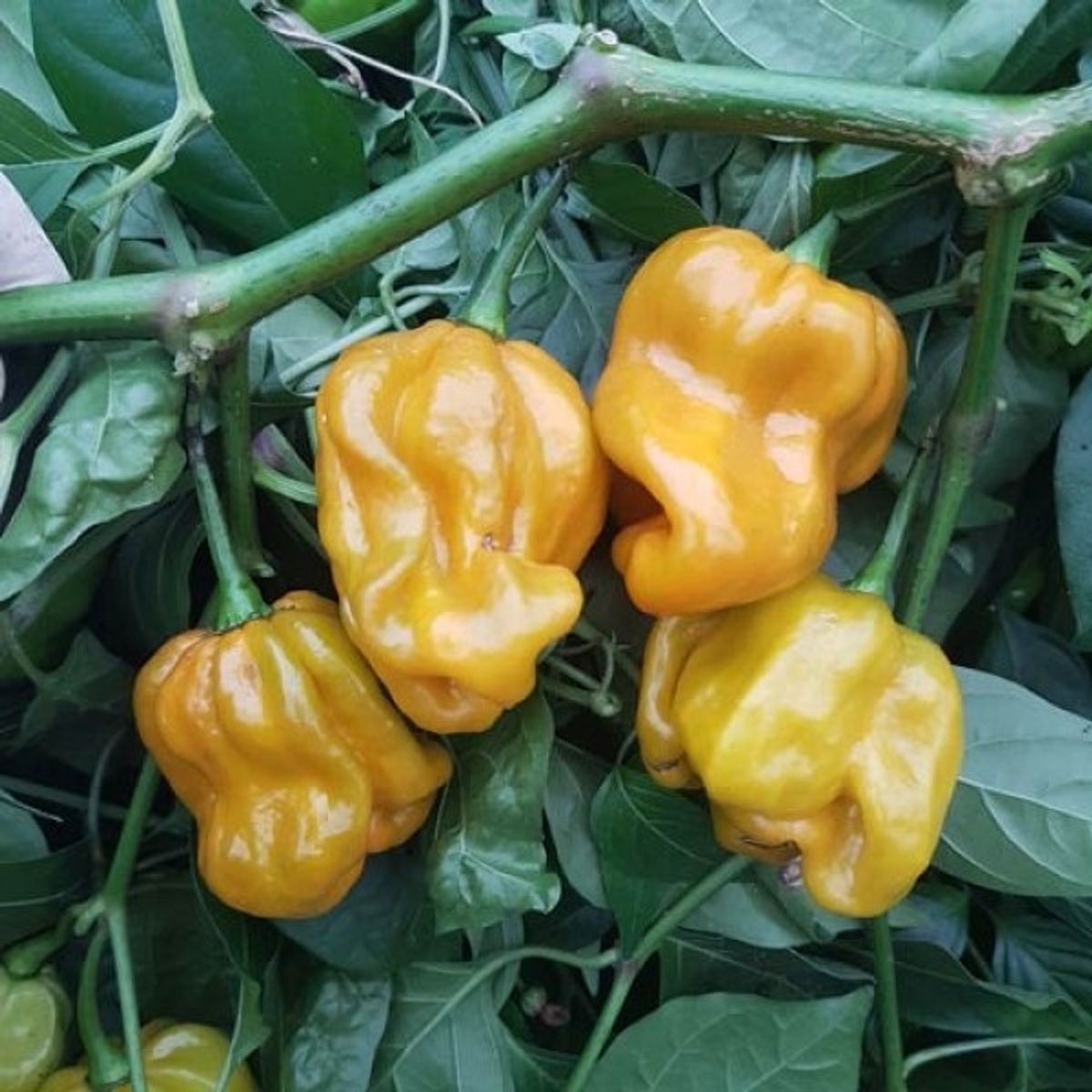 Habanero Mustard