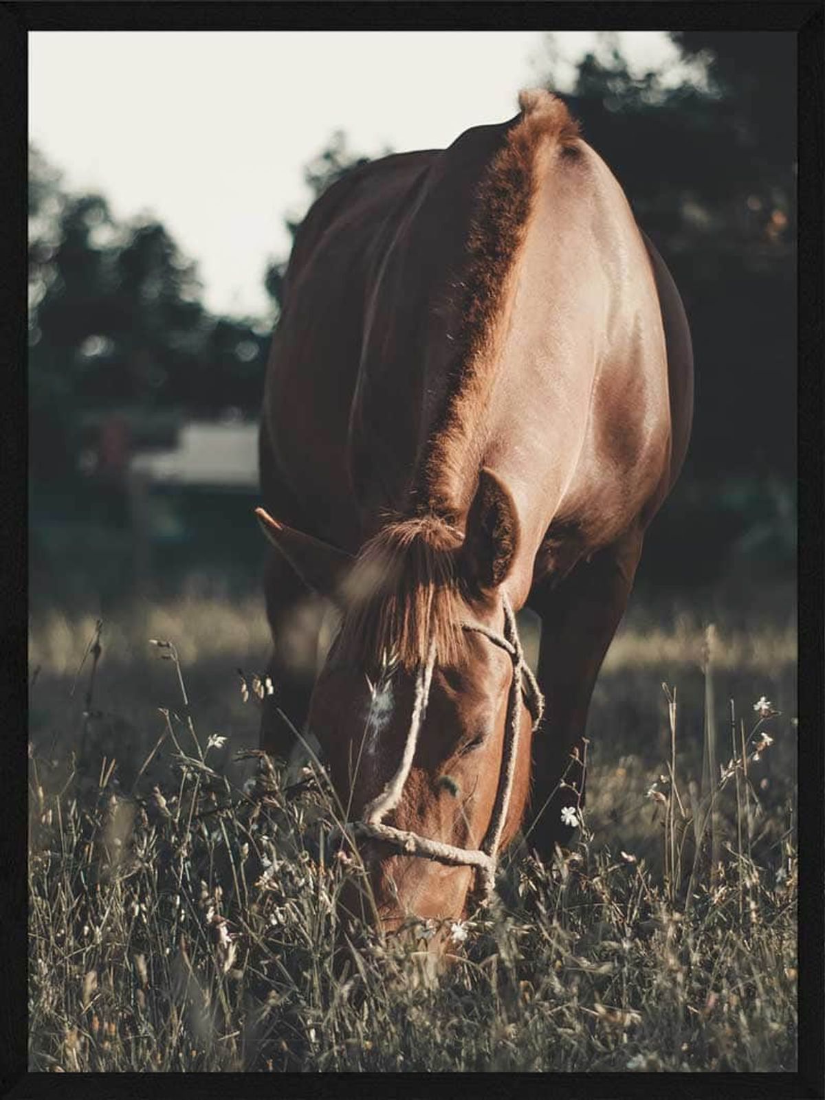 Heste plakat - Hest på græs